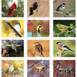 Backyard Birds Wall Calendar Photo